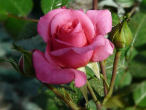 Rose variété Gladys