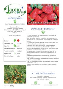 Fiche conseils pour les fraises gariguette
